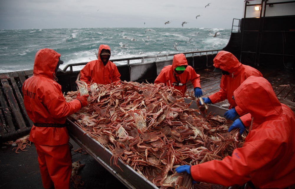 Live-Red-King-Crab