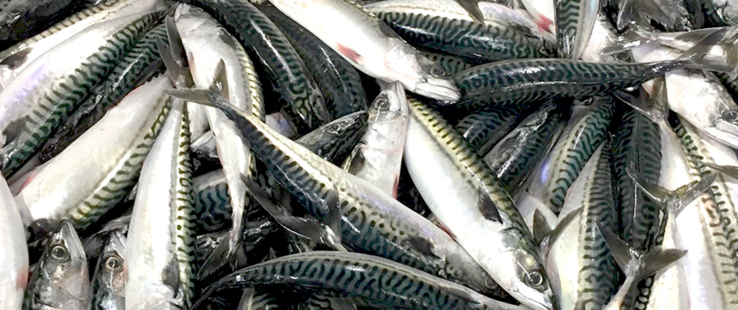 buy mackerel fish online