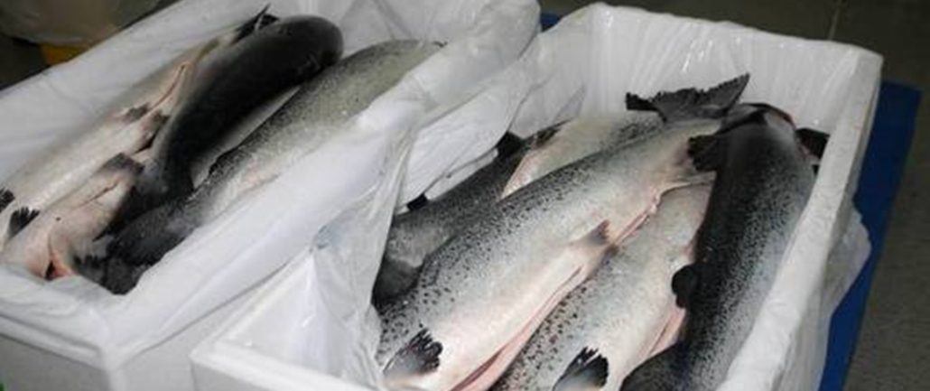 salmon distributors