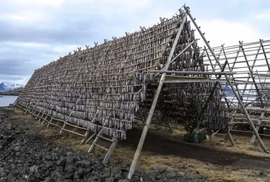 Scientists Develop Indoor Stockfish Drying Method