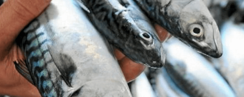 atlantic mackerel scomber scombrus