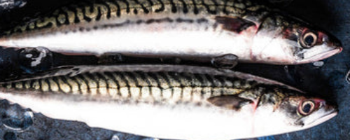 atlantic mackerel whole fresh