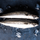 mackerel wholesale,