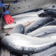 Where to buy Norwegian Salmon