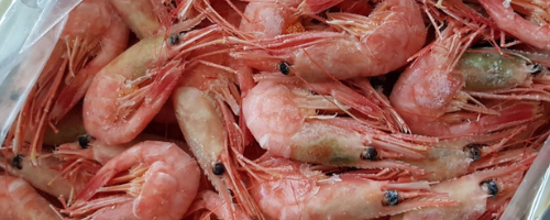 cold water shrimps