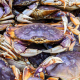Dungeness Crabs
