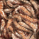 Green Tiger Shrimps