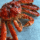 Wholesale Live King Crab Suppliers
