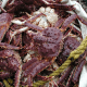 Live King Crab for sale