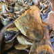 Dried Stockfish Head