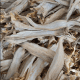 Dried Stockfish Tusk