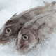 Frozen Haddock for sale