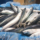 Fresh Atlantic Mackerel Exporters