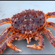 Wholesalers Of Live King Crab