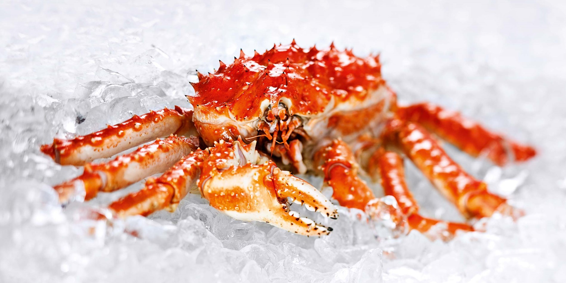 Buy Live King Crab Online USA