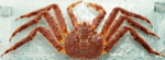 Wholesale Live King Crab Supplier