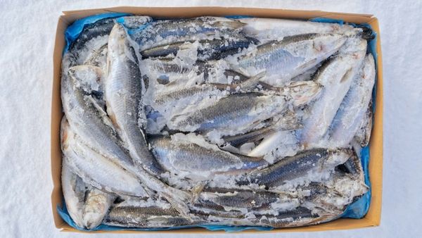 https://aschumsseafoodab.com/store/buy-mackerel-fish-online/
