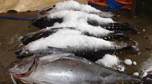 sustainable seafood exporters
