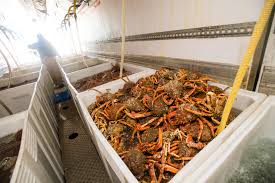Live Seafood for Export