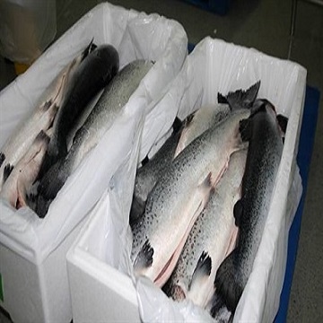 buy fresh salmon online