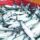 Fish Exporters Europe
