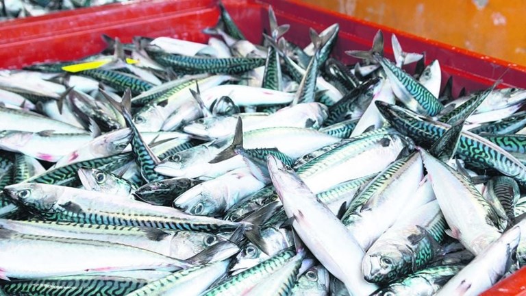 Fish Exporters Europe