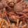 Live Fresh & Frozen Crabs for Sale