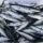 Fresh Mackerel Fillets for Retail Chains