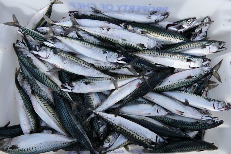 Fresh Mackerel Fillets for Retail Chains