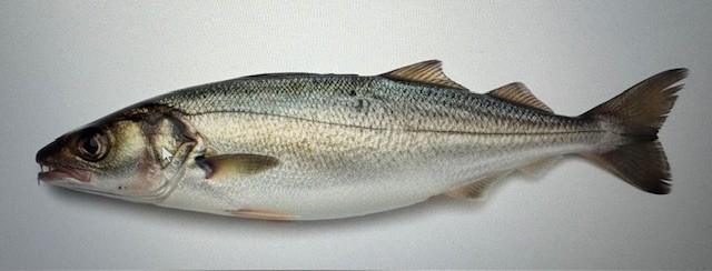 haddock export supplier