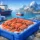 Langoustine Wholesale Norway for Bulk Buyers
