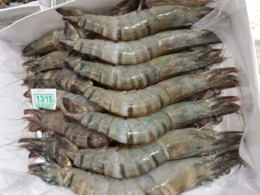 bulk shrimp supplier